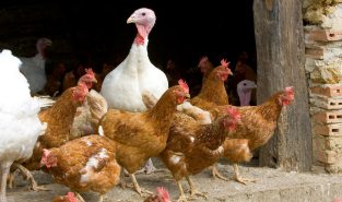 Australia confirms first H5N1 bird flu case in local mammal