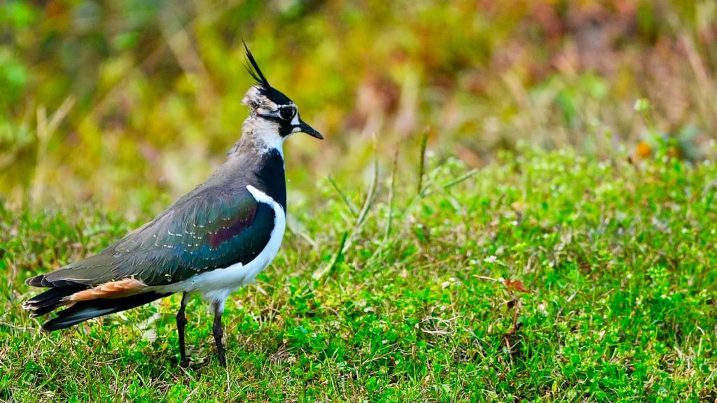Glaw-Lake-Arunachal-2