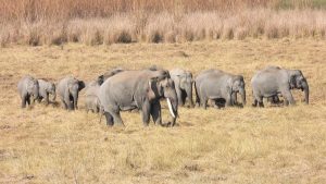India's ecological heritage: PM Modi highlights efforts to conserve elephants
