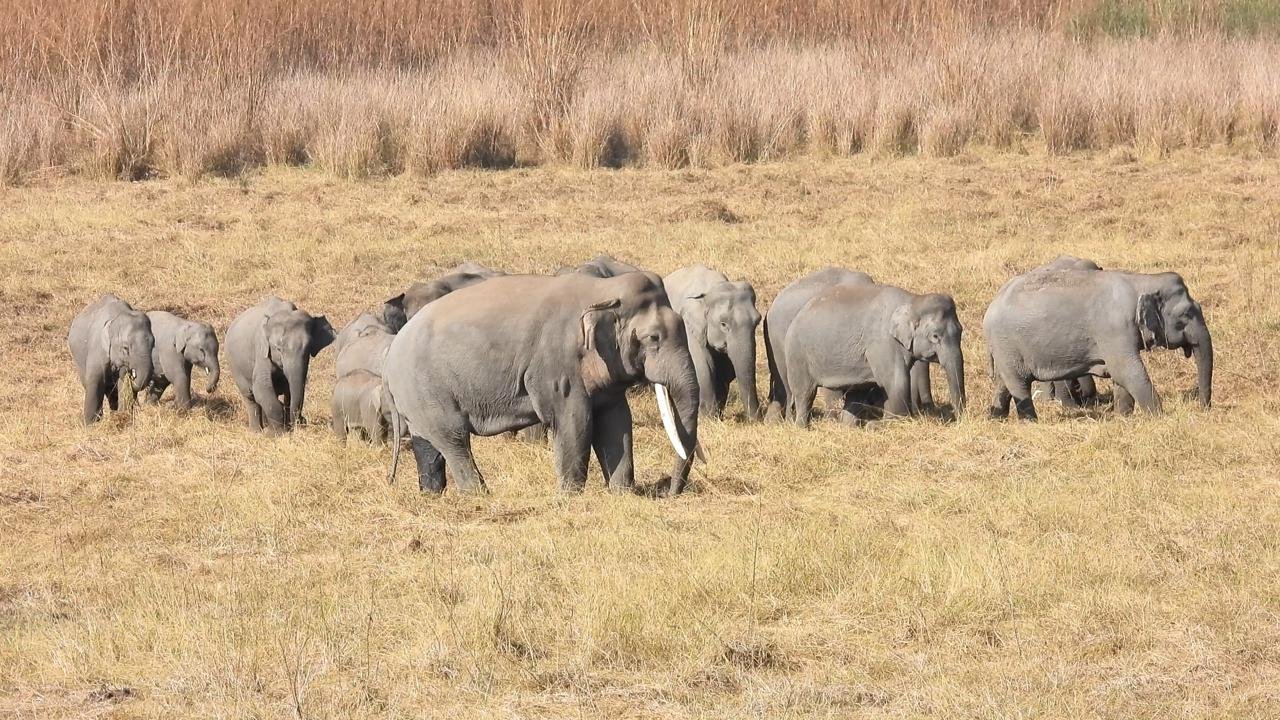 India’s ecological heritage: PM Modi highlights efforts to conserve elephants