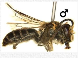 Rare Himalayan bee recorded in Arunachal's Tawang