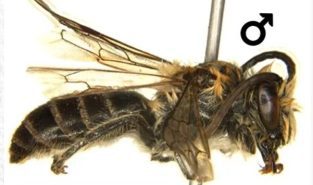 Rare Himalayan bee recorded in Arunachal's Tawang