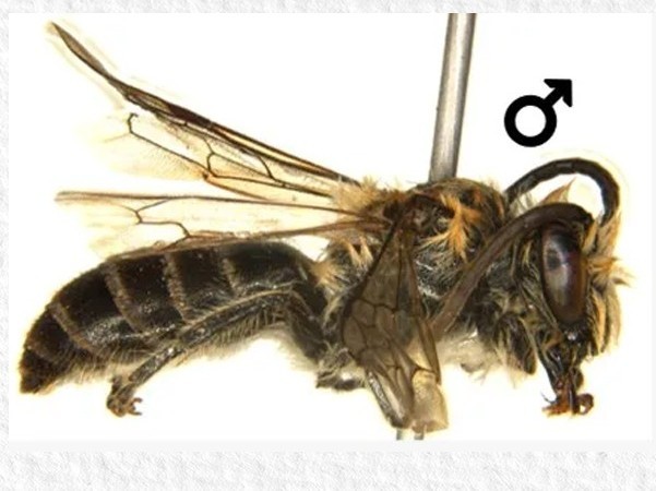 Rare Himalayan bee recorded in Arunachal’s Tawang