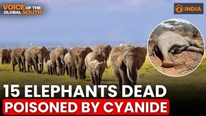 Kenya wildlife mystery: 15 elephants die within one month!