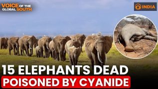 Kenya wildlife mystery: 15 elephants die within one month!