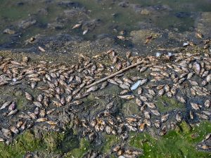Bihar issues advisory against consuming unknown fish amid Nepal floods