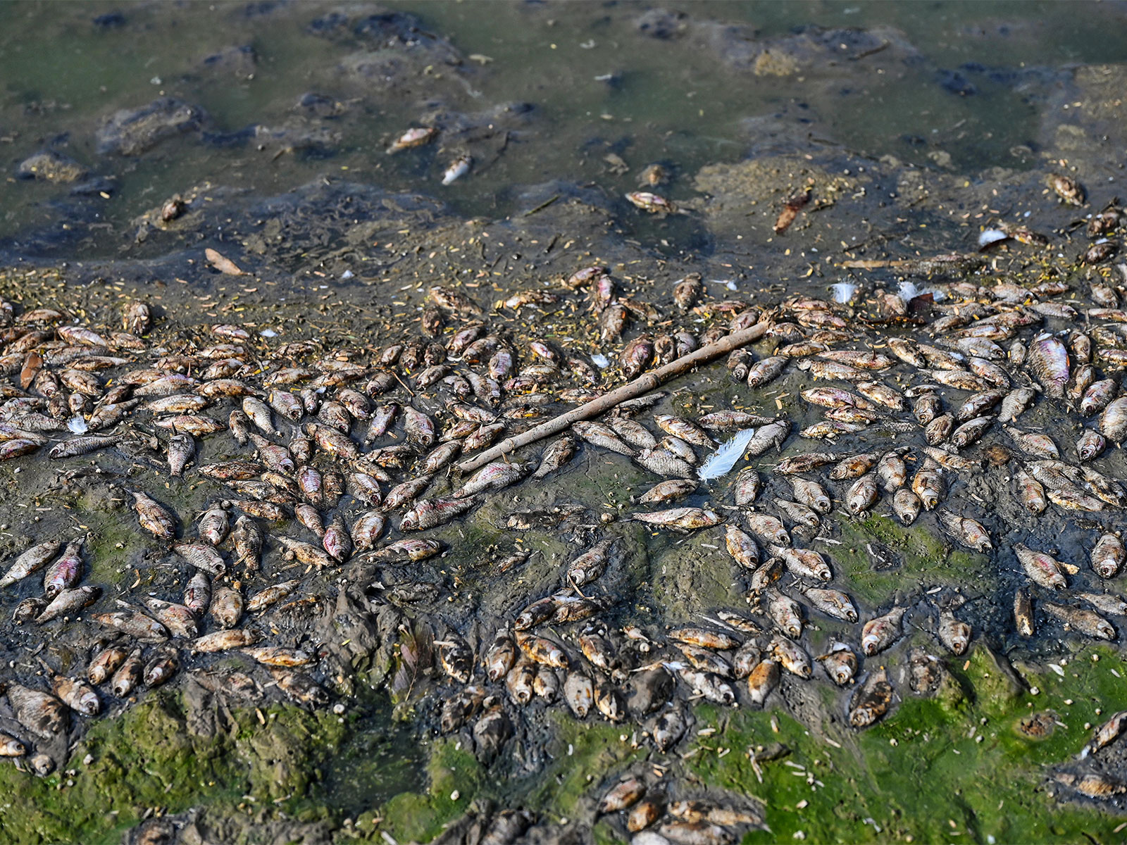 Bihar issues advisory against consuming unknown fish amid Nepal floods