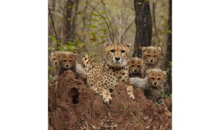 India’s Cheetah Population Rises to 52, Including 32 Born in Country