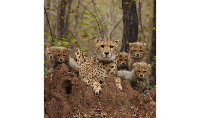 India’s Cheetah Population Rises to 52, Including 32 Born in Country