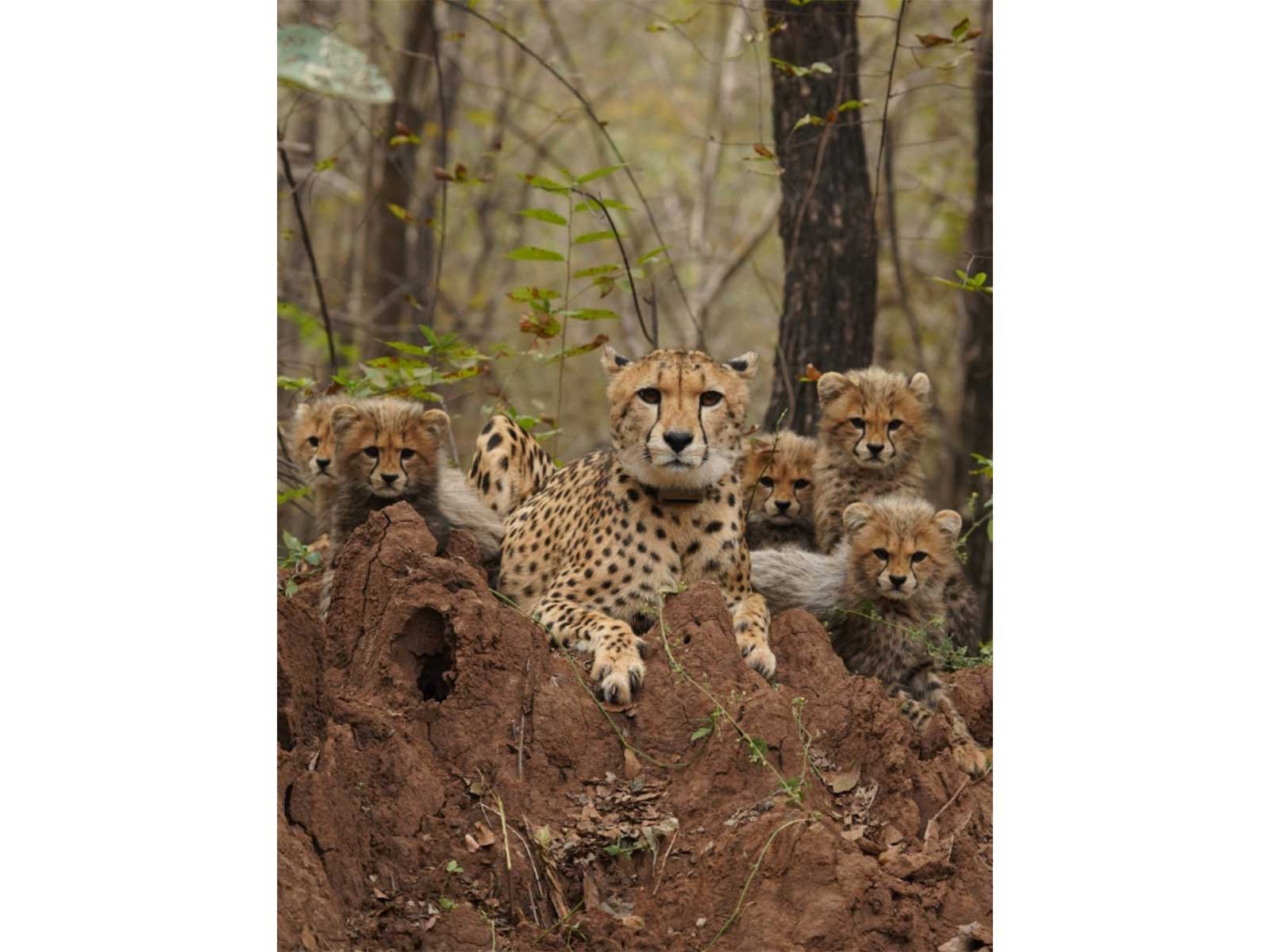 India’s Cheetah Population Rises to 52, Including 32 Born in Country