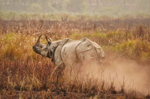Assam holds nearly 80% of world’s rhino population, says PM Modi
