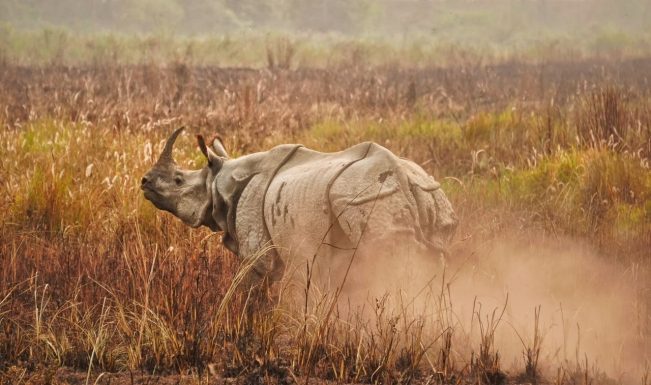 Assam holds nearly 80% of world’s rhino population, says PM Modi