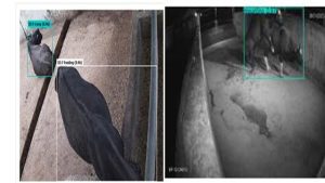 AI learns to track Mithun behaviour in real time, opening new possibilities for livestock management