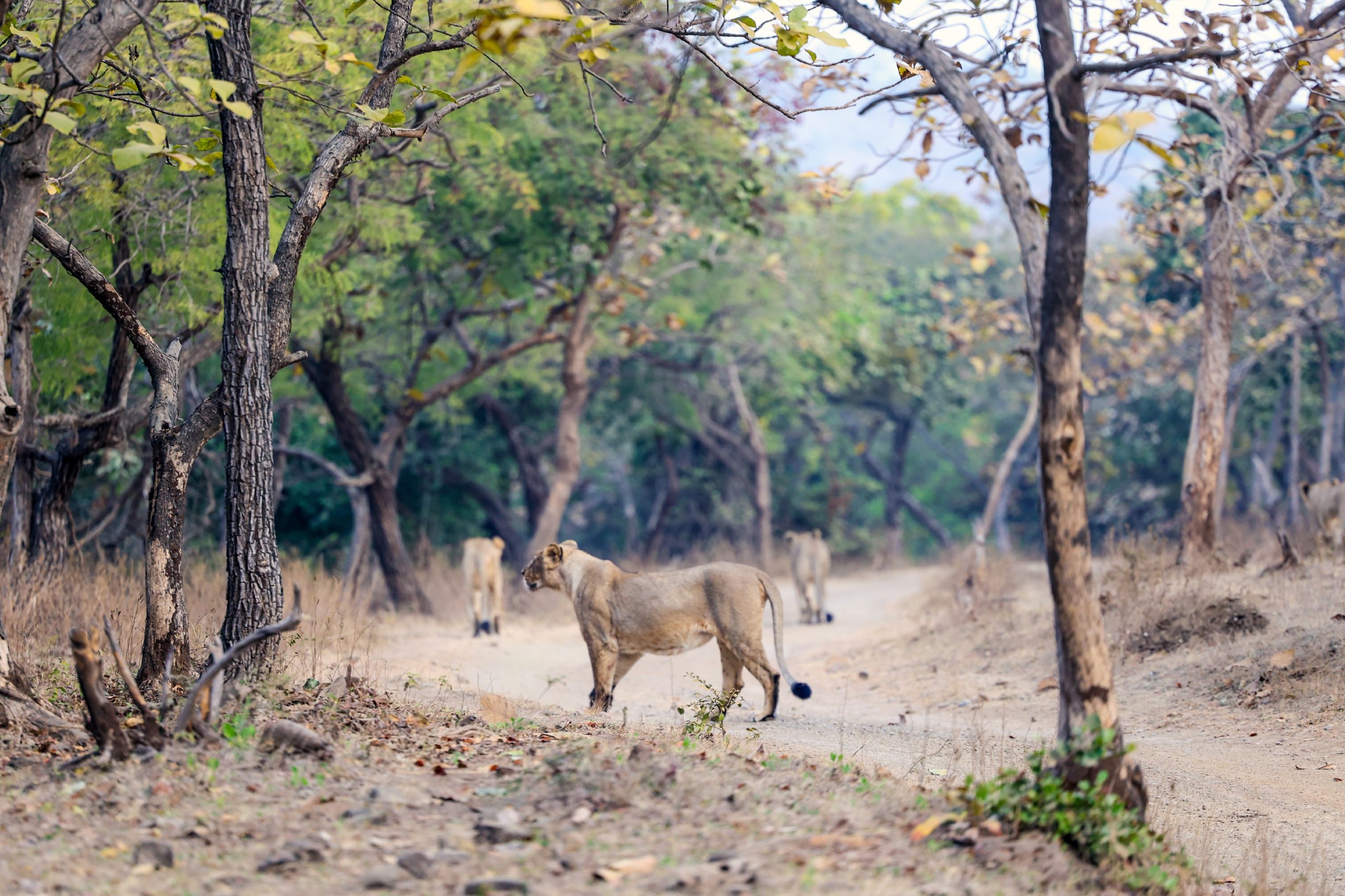 Gujarat restructures Porbandar forest division to prepare Barda area as second home for lions