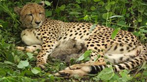 India-born cheetah gives birth to four cubs in MP's Kuno National Park