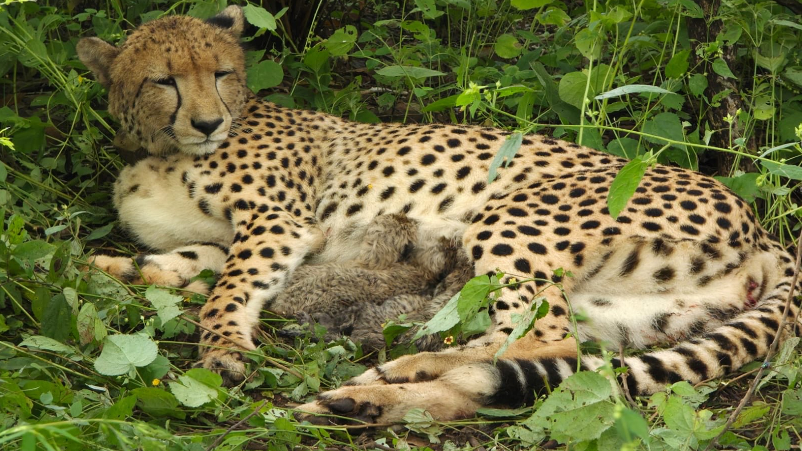 India-born cheetah gives birth to four cubs in MP’s Kuno National Park