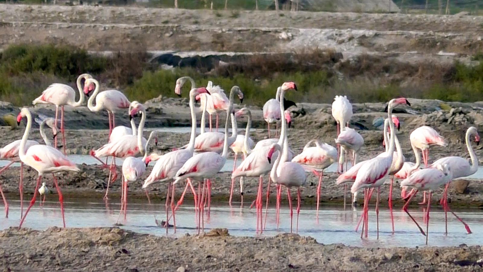 Tamil Nadu: Large number of flamingos spotted in Thoothukudi salt pans along eastern coastal areas