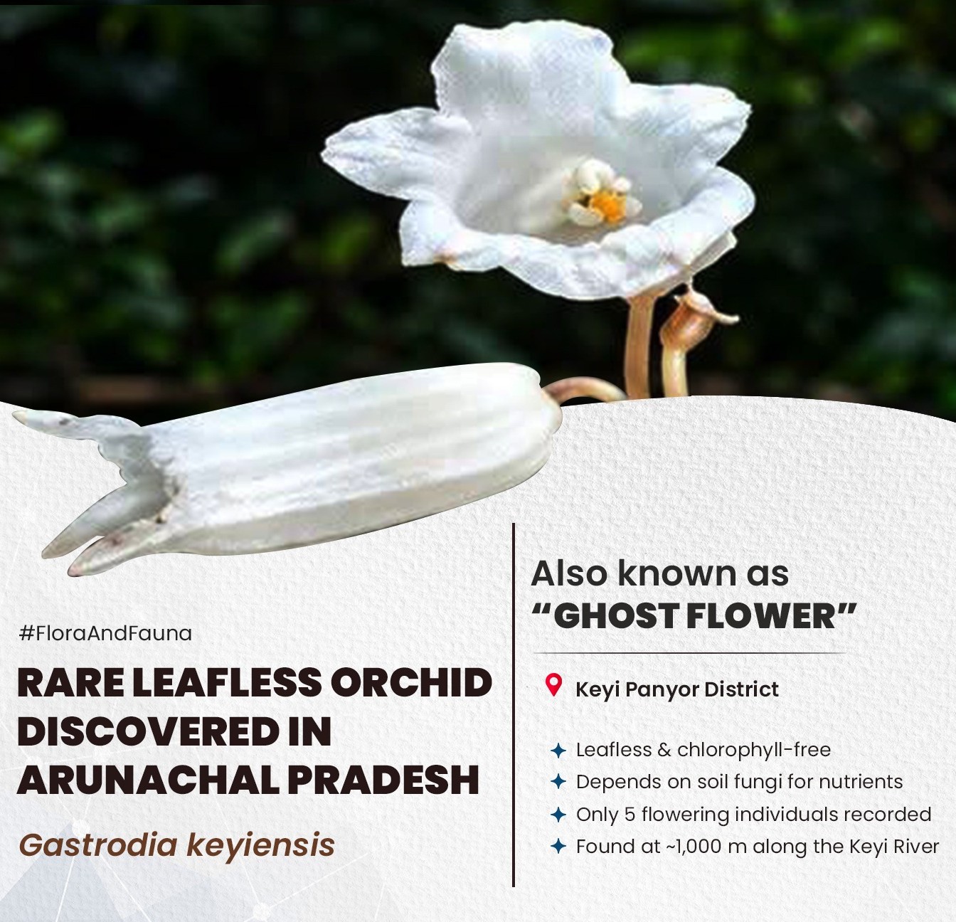 Rare leafless ‘ghost flower’ orchid discovered in Arunachal Pradesh