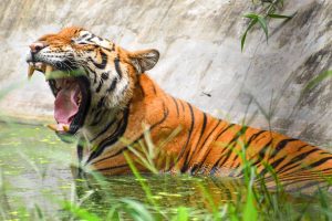 Assam’s Nameri Tiger Reserve gets global recognition for conservation practices
