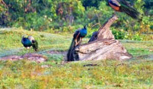 Assam’s wildlife tourism season set to begin from Oct 2 with reopening of Manas National Park