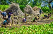 PM Dhan-Dhaanya Krishi Yojana completes one year, focuses on agricltural growth in 100 districts