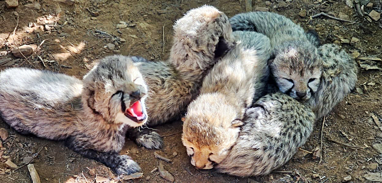 Cheetah dies of Gunshot wounds at Kuno; Madhya Pradesh orders High-Level Probe