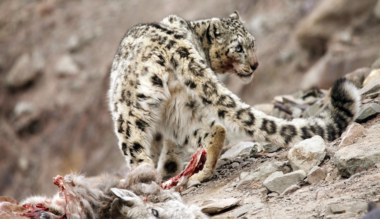 India’s First Snow Leopard Survey Records 718 Across Himalayas, 477 in Ladakh: Kirti Vardhan Singh