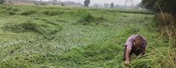 Heavy rain, thunderstorms to lash Bihar; red alert for Sitamarhi, Madhubani