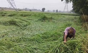 Heavy rain, thunderstorms to lash Bihar; red alert for Sitamarhi, Madhubani