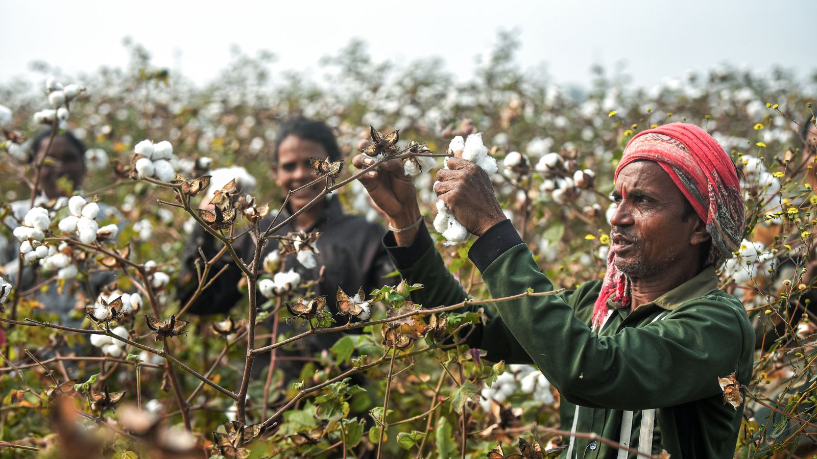 Centre Extends Customs Duty Exemption on Cotton Imports Till December 31