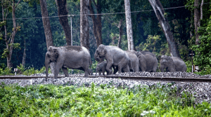 NFR saves 255 elephants from train collisions through wildlife protection measures