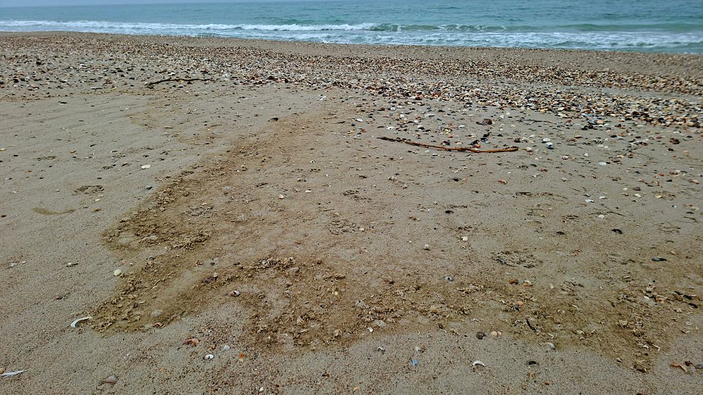 UAE’s Sharjah temporarily closes beaches over oil spill threat