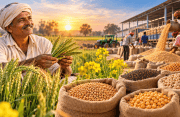 Explained: What the Latest Rabi MSP Hike Means for Farmers