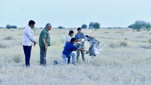 Two male Great Indian Bustards released into wild at Jaisalmer's Desert National Park