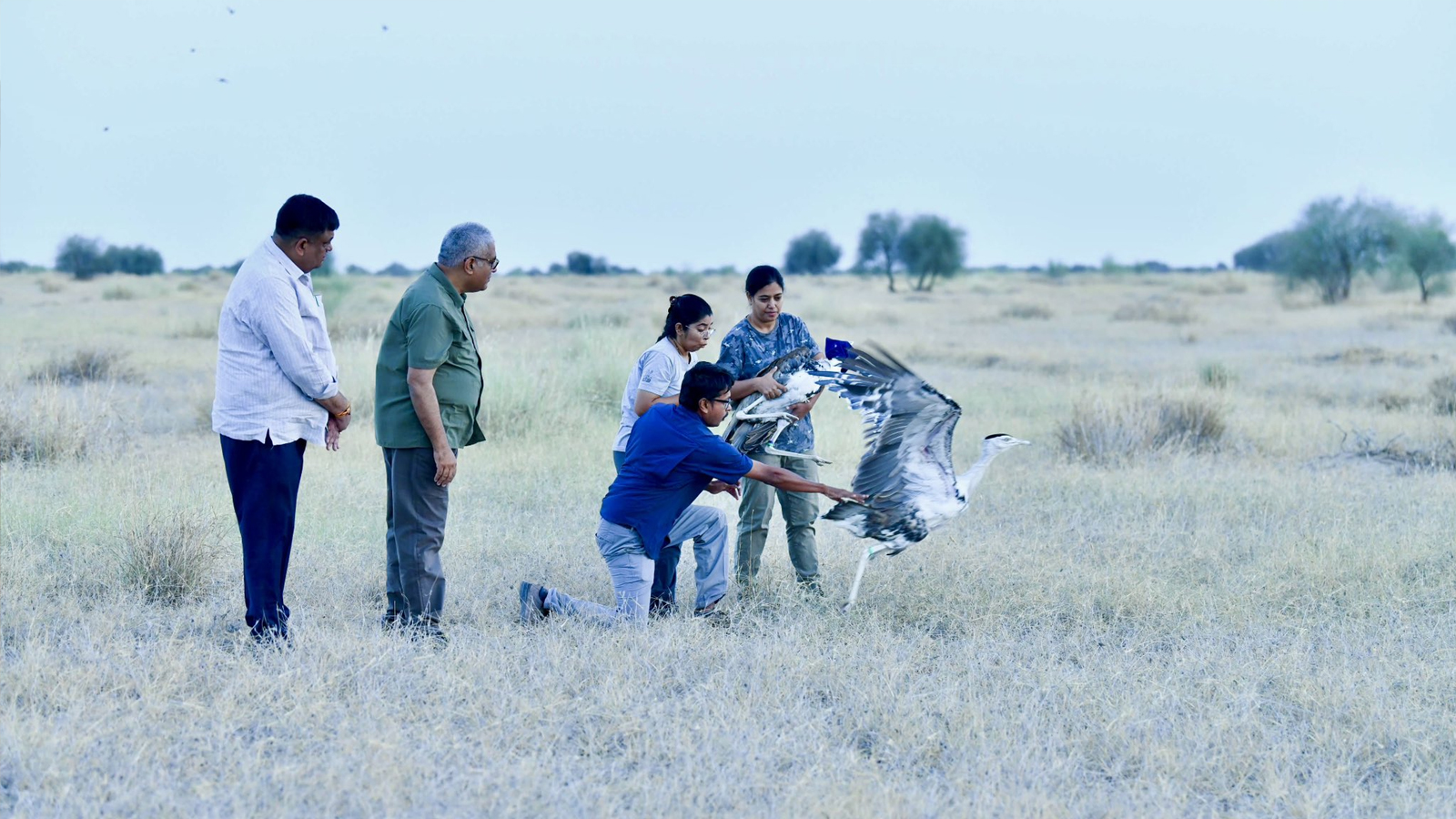 Two male Great Indian Bustards released into wild at Jaisalmer’s Desert National Park
