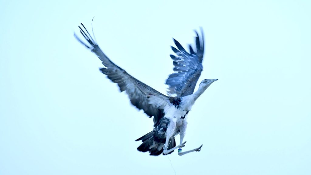 Indian-Bustard-2