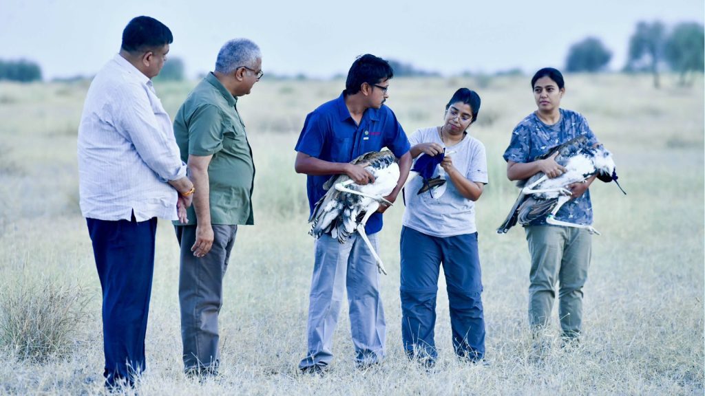 Indian-Bustard-3