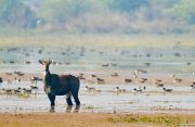 From bird havens to flood buffers: India’s expanding Ramsar network puts wetlands in focus