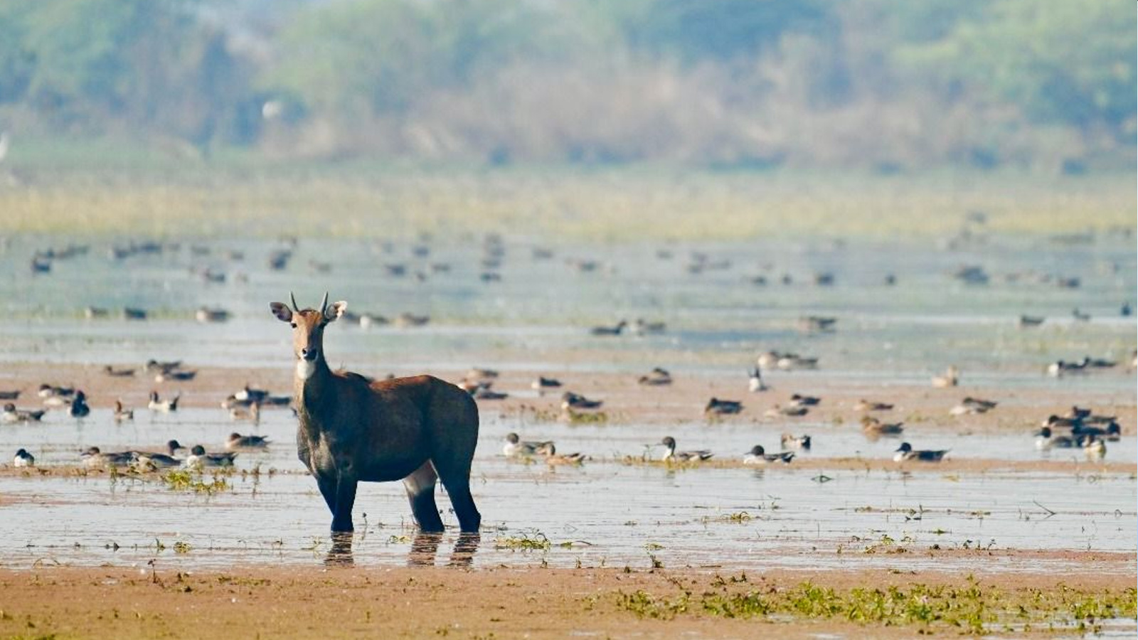 From bird havens to flood buffers: India’s expanding Ramsar network puts wetlands in focus