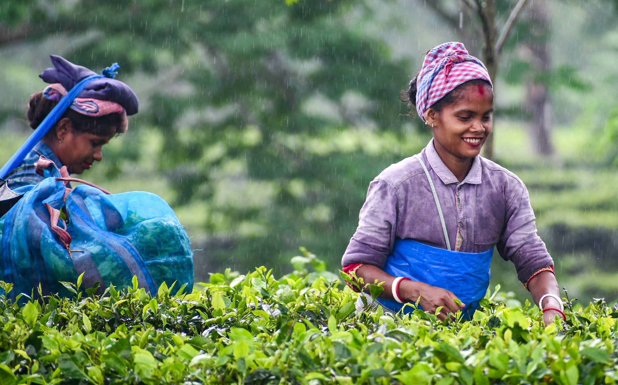 Assam tea workers to get special 20 pc bonus ahead of Durga Puja: Himanta Biswa Sarma