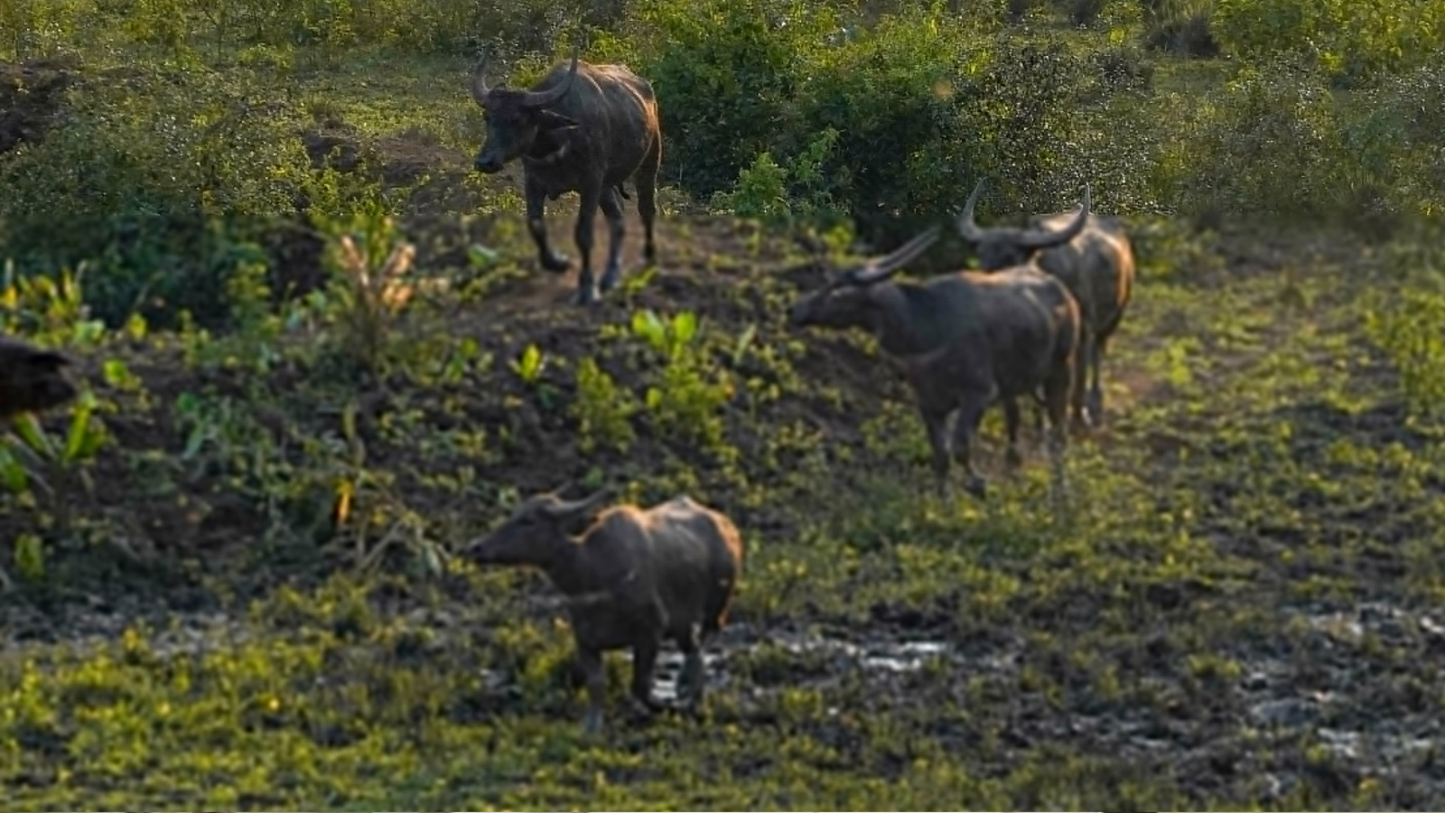 Wild buffaloes return to MP after century, state targets 50 in three years